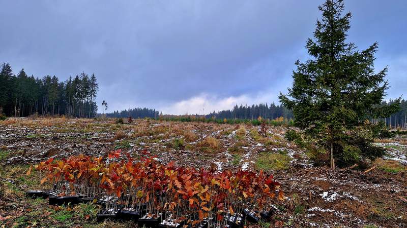 Aufforstung, deutscher Wald