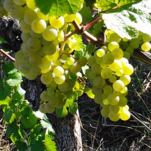 Rheingau mit Weinprobe und Burgenschifffahrt Rheingau mit Weinprobe und Burgenschifffahrt