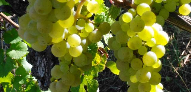 Rheingau mit Weinprobe und Burgenschifffahrt Rheingau mit Weinprobe und Burgenschifffahrt