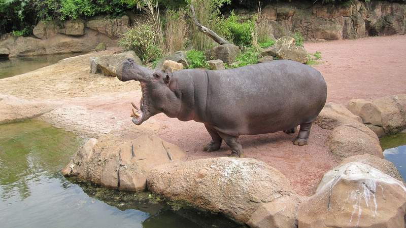 Hannover Zoo