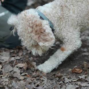 Trüffelhund im Einsatz Trüffelsuche