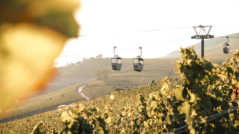 Seilbahnfahrt in den Weinbergen bei Sonnenschein