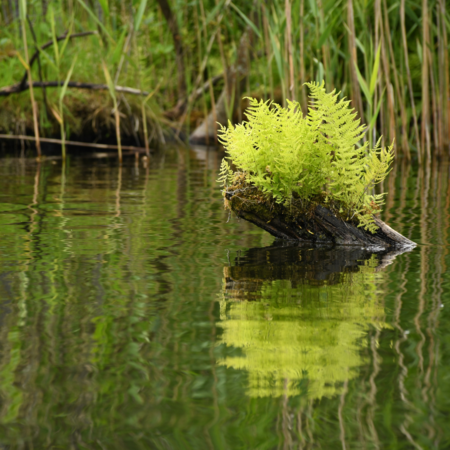 Entspannung in der Natur