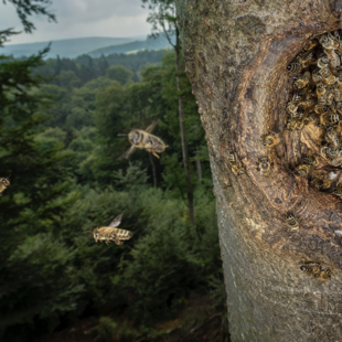 wild lebende Honigbienen in Baumhöhle Wanderung zu wild lebenden Honigbienen