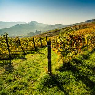 Piemont Weinberge Unesco Piemont