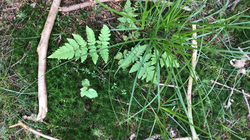 Wald, Natur