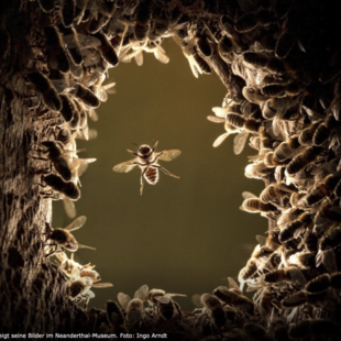 Baumhöhle, wild lebende Honigbienen Baumhöhle für wild lebende Honigbienen bauen