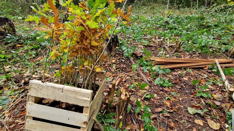 Nachhaltigkeit, Umwelt, Wald