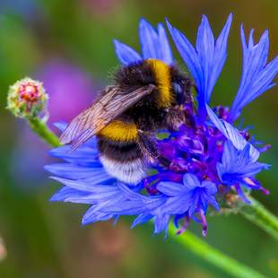 Kornblume mit Hummel Ein Tag auf einem Naturland-Biobauernhof