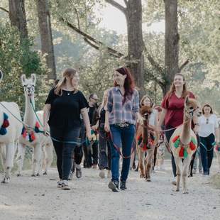 Wanderung mit Alpakas & Lamas Flauschige Gauditour mit Alpakas & Lamas