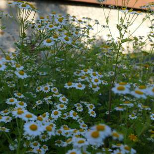 Verwaltung der Staatl. Schlösser und Gärten Verwaltung der Staatl. Schlösser und Gärten