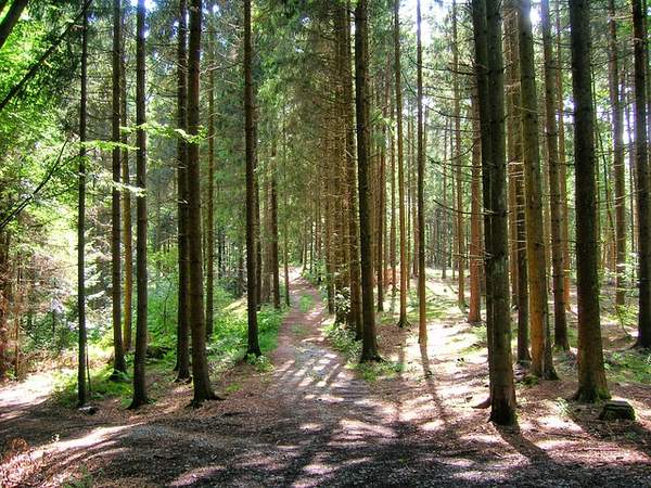Wald in Bayern, Gebirge