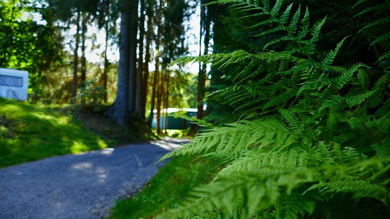 Weihnachtsfeier im Naturcamp Thüringer Wald