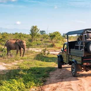 African Wildlife meets vibrant Cape Town