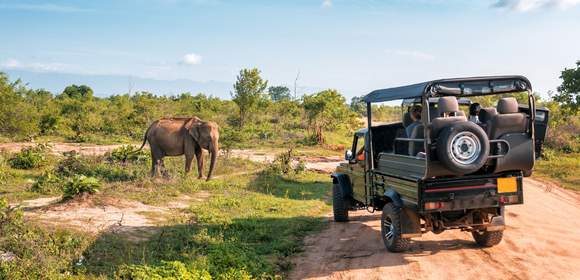 African Wildlife meets vibrant Cape Town