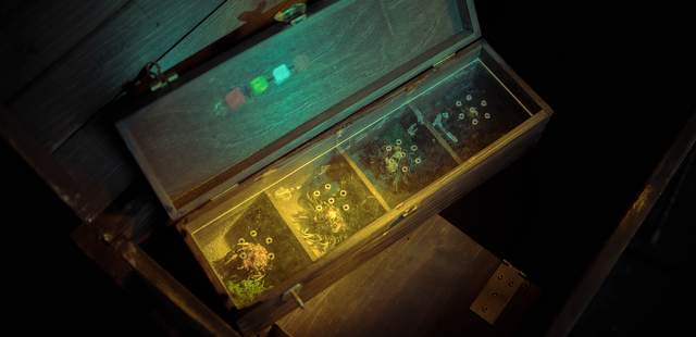 ESCAPE Box Tropenforscher ESCAPE Boxen