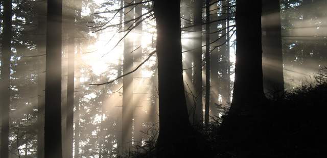 Waldbaden Digital detox - Auszeit im Wald