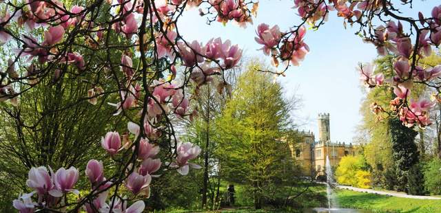 Magnolie vor dem Schloss Hotel Schloss Eckberg
