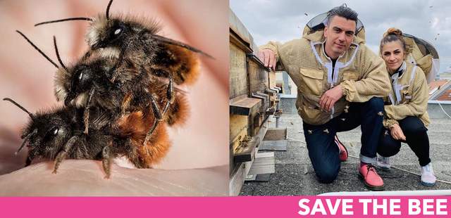 Save the Bee SAVE THE BEE - Das nachhaltige Teamevent