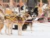 Huskys warten auf die Tour mit den Teilnehmern