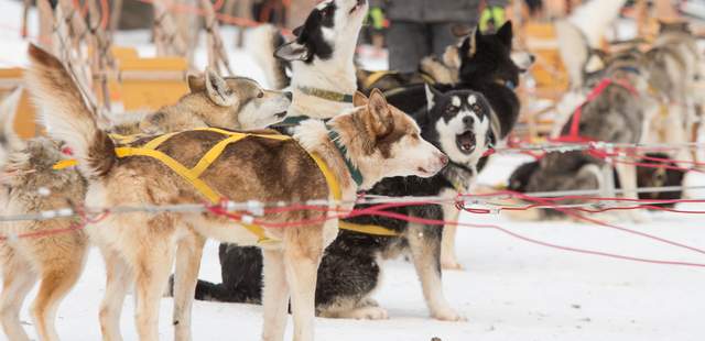 Husky-Gespann Huskys warten auf die Tour mit den Teilnehmern