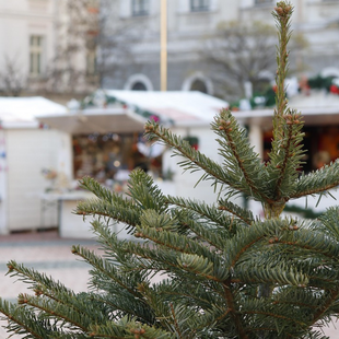 Firmeneigener Weihnachtsmarkt Firmeneigener Weihnachtsmarkt