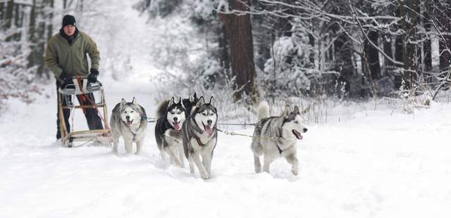 Husky Weihnachtsfeier in den Bergen mit Huskys