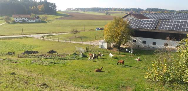 Lama-Oase Hof mit Lamas