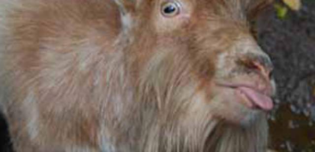 CSR – Gutes Tun für Mensch und Tier! CSR – Gutes Tun für Mensch und Tier!