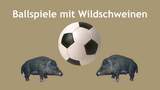 Ballspiele mit Wildschweinen