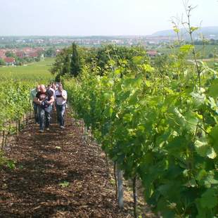 Weinberge Ungstein