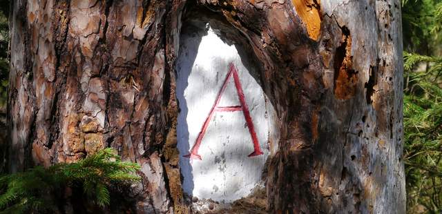 Geschnittenes A Historische Tour durch die Dresdner Heide