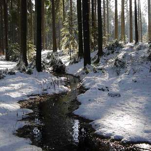 Winter in der Dresdner Heide Winterwald, Schnee im Wald