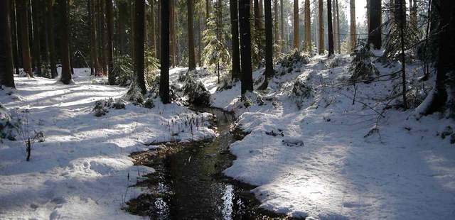 Winter in der Dresdner Heide Winterwald, Schnee im Wald