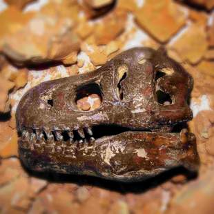 Ausgrabung a la Indiana Jones Ausgrabung a la Indiana Jones