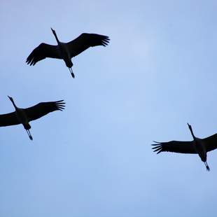 Kraniche Herbst als Inspirationsquelle