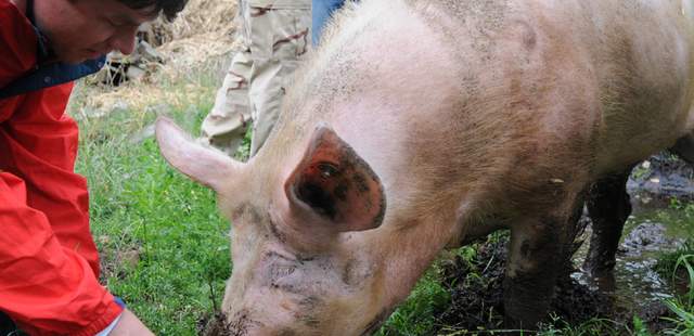 Bauernhofrallye Bauernhofrallye