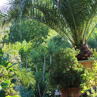 Mediterraner Hotelgarten im Landhotel Am Rothenberg Mediterraner Hotelgarten mit vielen exotischen Pflanzen im Landhotel Am Rothenberg