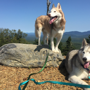Husky Wanderung Aktive Auszeit für Körper und Geist