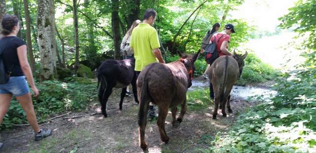 Eselwandern 3 Eselwandern im Bayerischen Wald