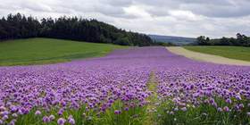 Teamevents & Teambuilding im Taunus - Raum Frankfurt Taunus - Teamevents