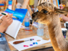 Paint & Drink Teamevent bei Alpakas