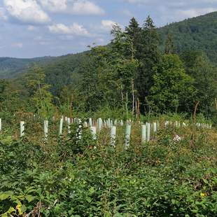 Naturschutz, Baeume pflanzen fuer Nachhaltigkeit