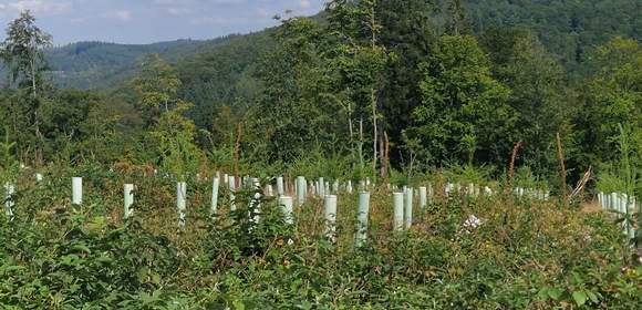 Naturschutz, Baeume pflanzen fuer Nachhaltigkeit