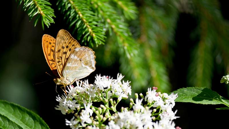 Tiere - Natur - Wald - Schmetterling