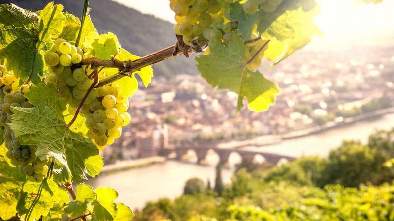 Weinberge Heidelberg