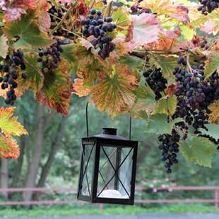 “Wein & Wandern” im Ahrtal “Wein & Wandern” im Ahrtal