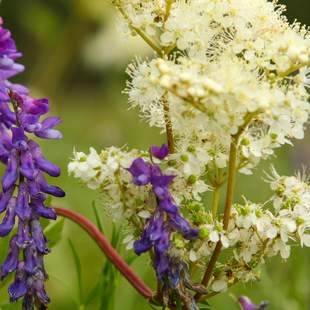 Kulinarischer Wildkräuterwandertag Kulinarischer Wildkräuterwandertag