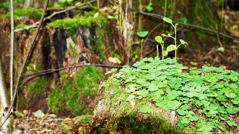 Erholung in der Natur