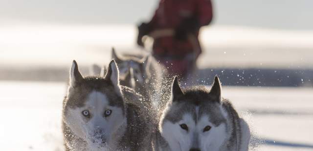 Husky Safari Husky-schlitten